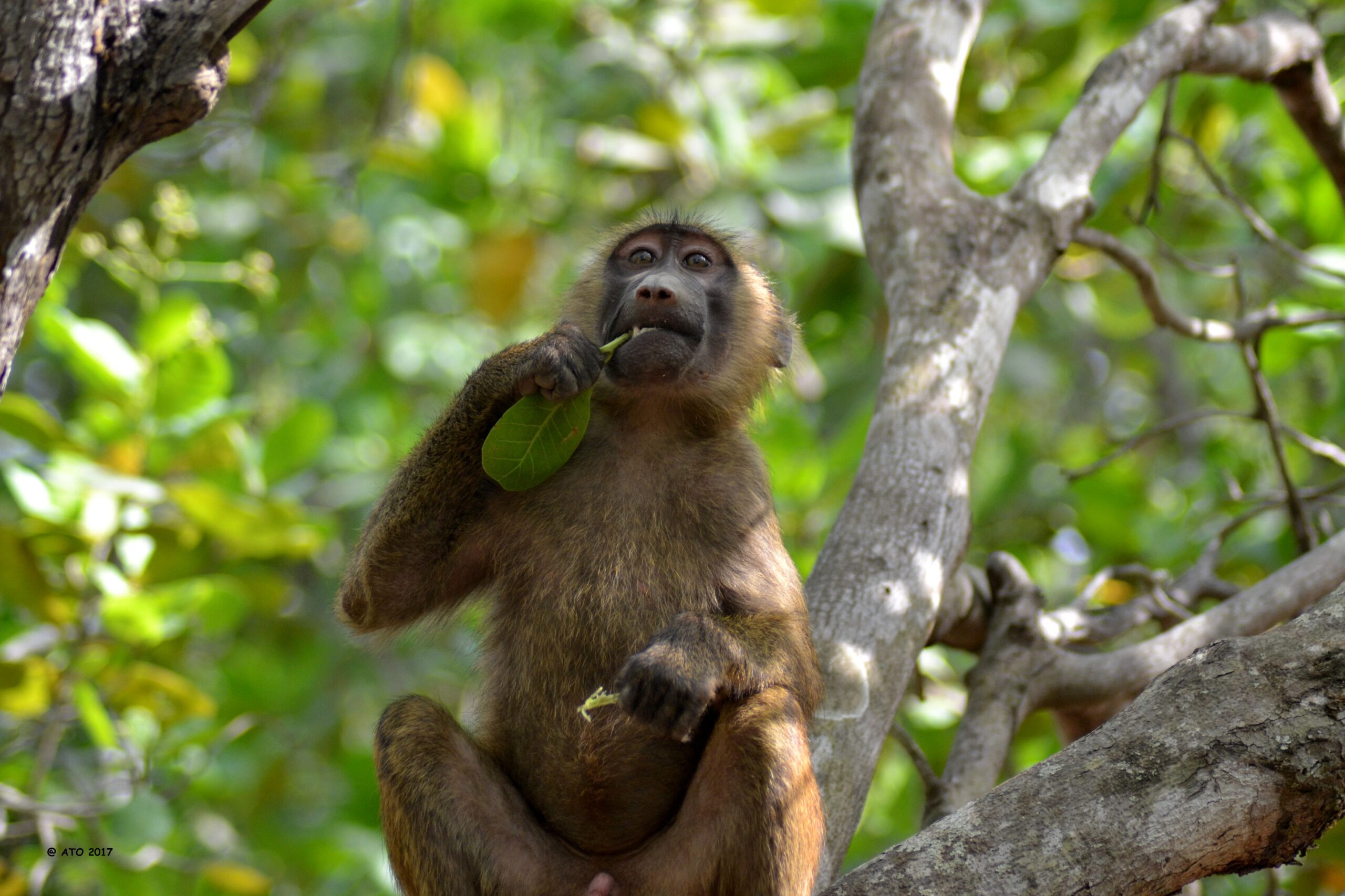 Conservation de la biodiversité