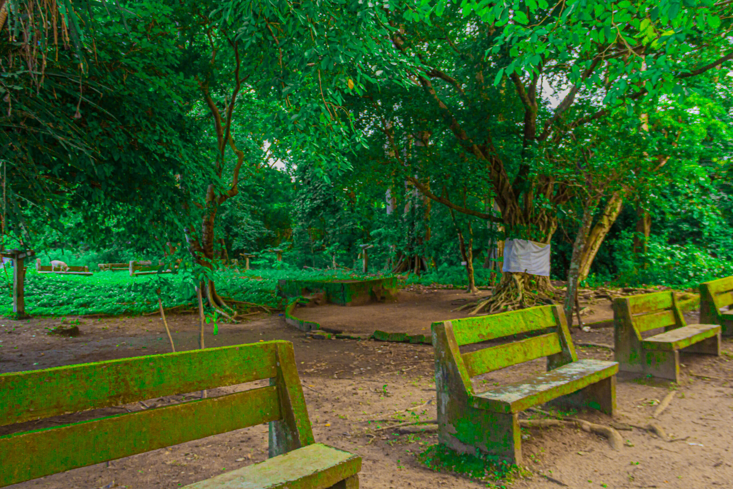 FORET SACREE DE KIKELE