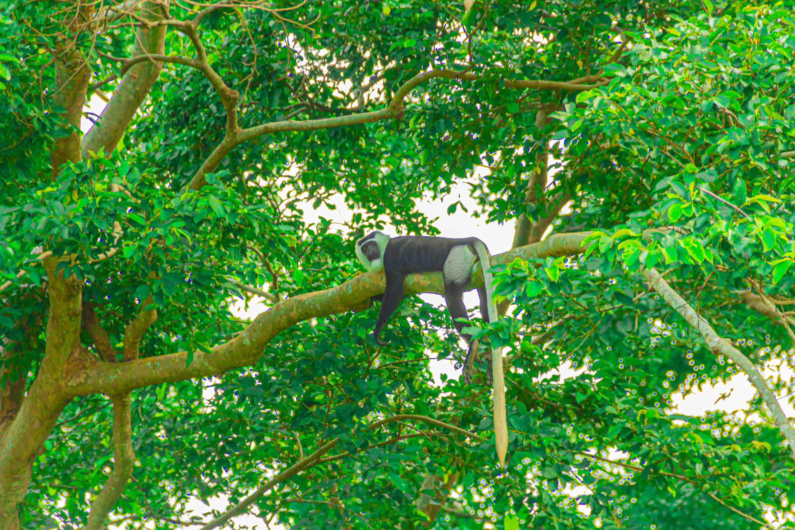 FORET SACREE DE KIKELE